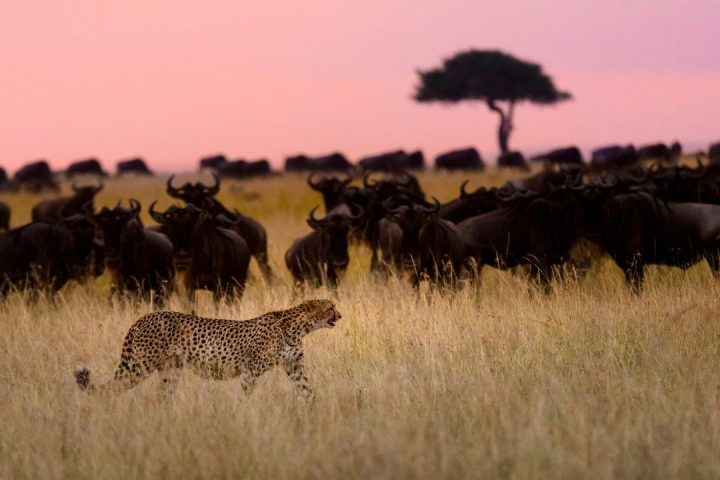 5-Day Northern Tanzania Safari Adventure