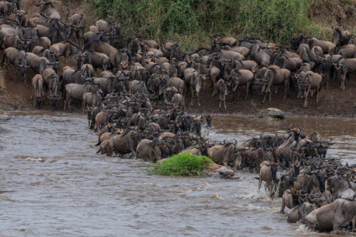 7-Day Tanzania Migration Safari