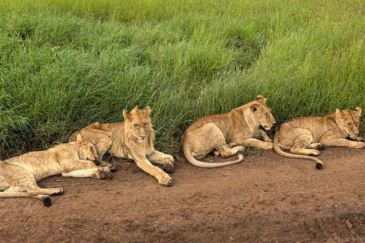 5-Day Tarangire, Serengeti & Ngorongoro