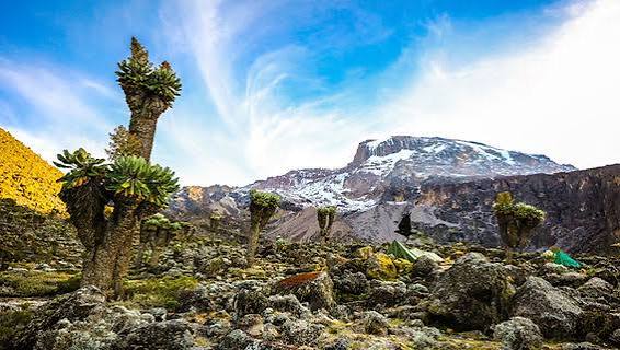 7 DAYS MOUNT KILIMANJARO trekking via leomosho Route