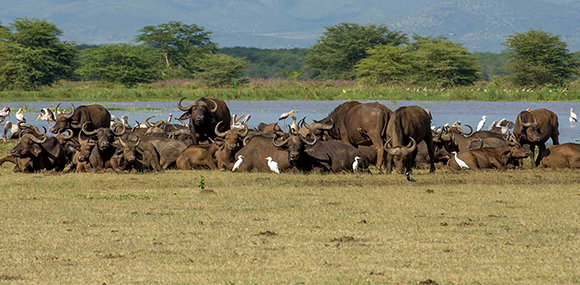 Lake Manyara National Park