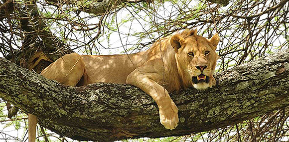 Tarangire National Park