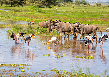 Maasai Boma Day Trip in Moshi or Arusha