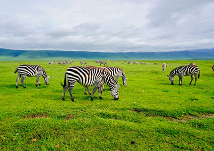 Tarangire National Park Day Trip from Arusha/Moshi