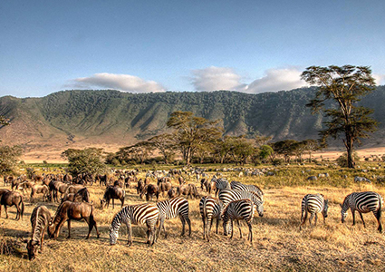 Tarangire National Park Day Trip from Arusha/Moshi
