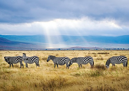 Ngorongoro Crater Day Trip from Arusha/Moshi