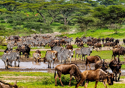 Mount Kilimanjaro Day Hike To Mandara Hut