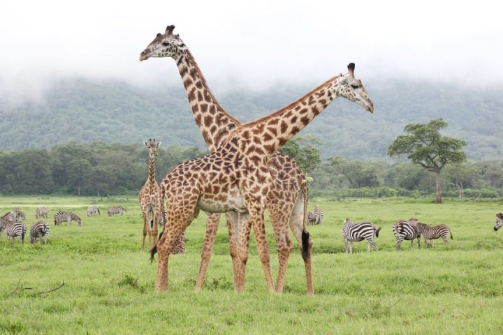 A Day Trip to Arusha National Park