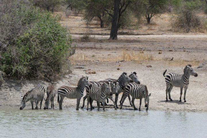 Tarangire National Park Day Trip from Arusha/Moshi