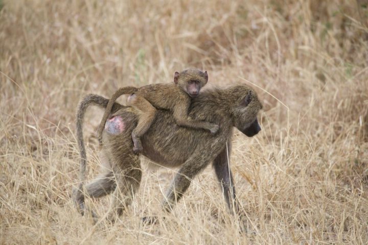 Ngorongoro Crater Day Trip from Arusha/Moshi
