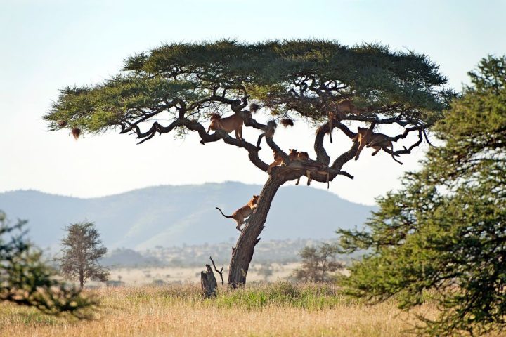 3 Days A Short Northern Circuit Safari