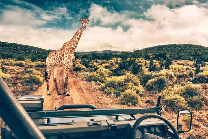  4 Days Tanzania Classic Wildlife safari