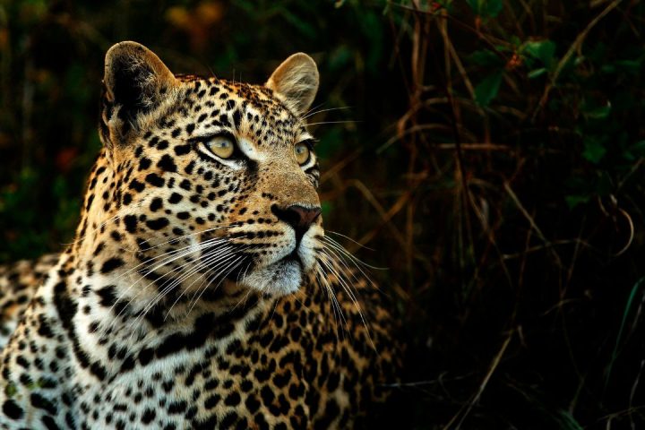 5-Day Family Tracks: A Safari to Remember