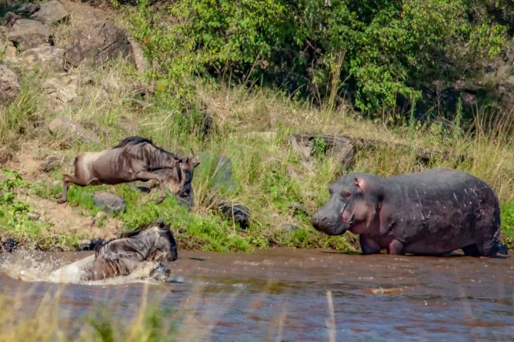  8-Day Migration Safari: Explore Serengeti & Beyond